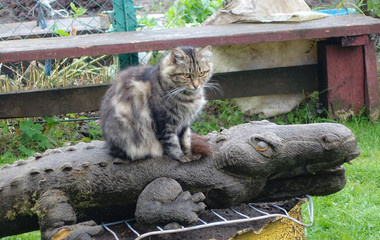 Cat on a wooden alligator