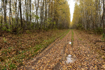 road in forest