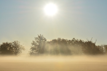 sun and fog on a field with trees