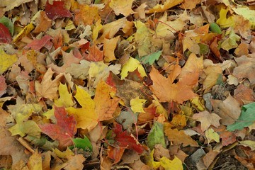 Colorful dry leaves on the ground in autumn season. Nature background concept.
