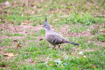 A cute Crested Pigeon in a field, Brisbane, Australia.