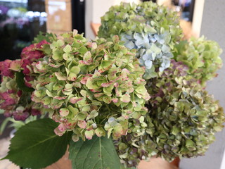 Autumn Hydrangea