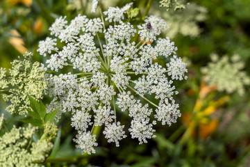 Obraz premium 白山高山植物園の高山植物