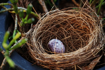 bird nest with egg in the garden