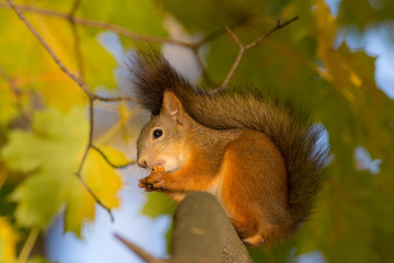 Naklejka na ściany i meble squirrel on a maple branch