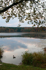 white swans on a background of green forest