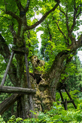 太田の大トチノキ