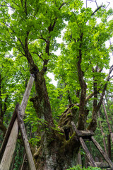 太田の大トチノキ