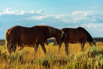 Wild Horses, Bureau of Land Management, Wild Horse Range, Rock Springs Wyoming