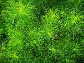 Beautiful green grass plant. Beautiful green grass texture.