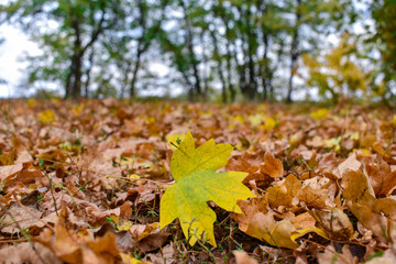 Yellow maple leaf on the background of old brown leaves.