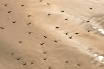many Aquarius remigis floating on the surface of water background yellow gold.