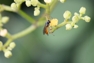 ヤブガラシの蜜を吸う蜂
