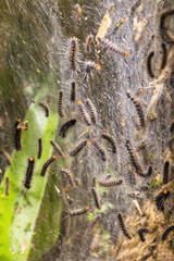 A group of worms in the habitat