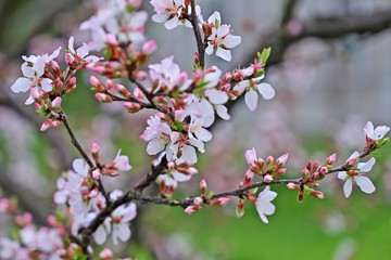 グリーンバックに咲く満開のハナカイドウ
