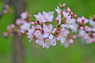 グリーンバックに咲く満開のハナカイドウ