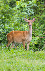 Deer in the rainy season look healthy, probably because they have a lot of food