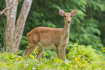 Deer in the rainy season look healthy, probably because they have a lot of food