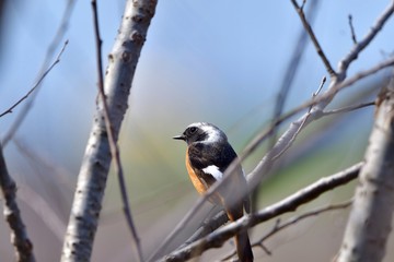 Naklejka premium 気取ったポーズがかわいいジョウビタキオス