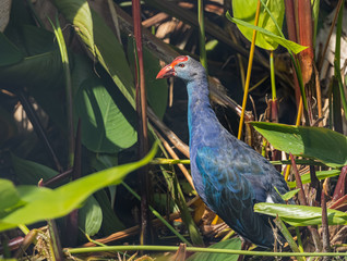 Purple Swamphen in nature
