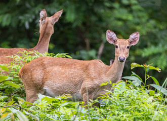 Deer in the rainy season look healthy, probably because they have a lot of food