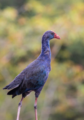 Purple Swamphen in nature