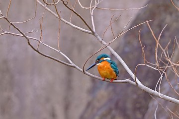お気に入りの木でくつろぐカワセミオス