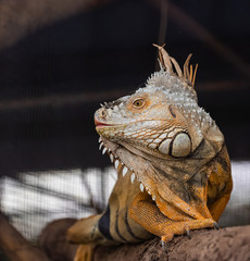 Closeup face of  chameleon it's so cute