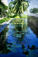 A colorful lily pad pool - Vietnam fall of 2019