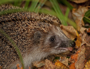 ёж в лесу показывающий язык