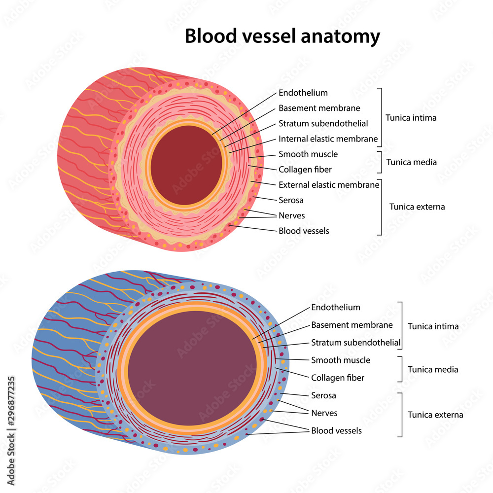 Wall mural the human circulatory system. blood vessels anatomy. cross section of vessels: aorta, elastic artery