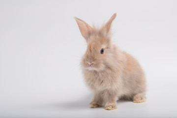 Cute brown furry bunny is standing in the studio in a white background.