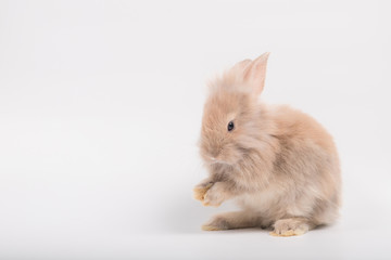 Cute brown furry bunny is standing, licking hands in the studio in a white background.