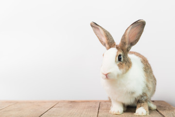 A large rabbit sitting on a wooden floor with a white wall background