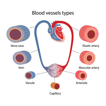 The human circulatory system. Blood vessels types. Cross section of vessels: aorta, elastic artery, muscular artery, arterioles, capillaries, venules and veins. Vector illustration in a flat style.