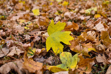 Yellow maple leaf on the background of old brown leaves.