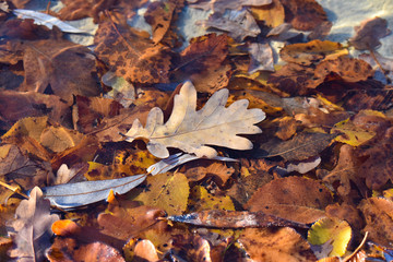 A brown oak leaf on the lake water. Autumn concept.