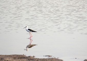 Black winged stilt with reflection in water