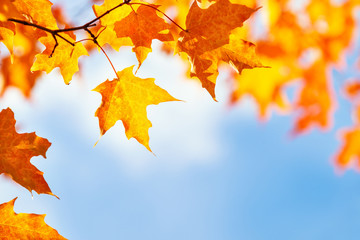 Closeup of golden and orange autumn maple leaves on tree branch against blue sky