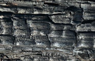 a piece of charred wood