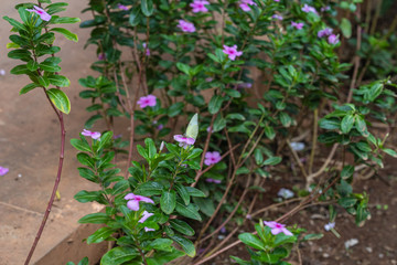 The butterfly clutch Rose Periwinkle or Madagasca Periwinkle pink flowers with leaves lush foliage.