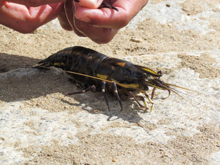 Camarão Pitú gigante giant crab on the beach