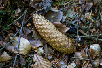 pinecone between fallen leaves, autumn