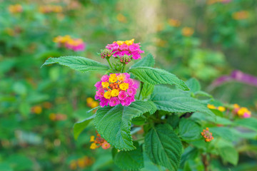 Closeup beautiful of pink and yellow rose lantana flower in rural garden.