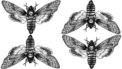 Seamless pattern. Butterfly Acherontia atropos dead head, adam's head. Black and white graphics handmade. Pattern