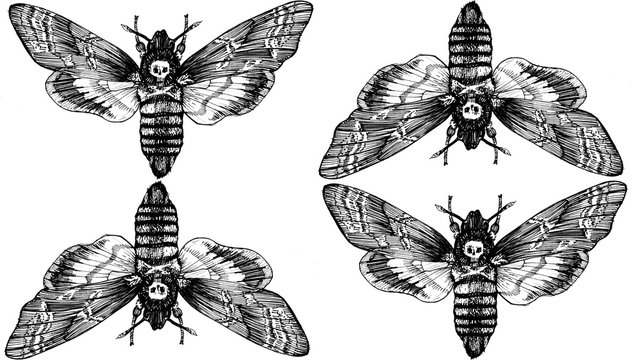 Seamless pattern. Butterfly Acherontia atropos dead head, adam's head. Black and white graphics handmade. Pattern