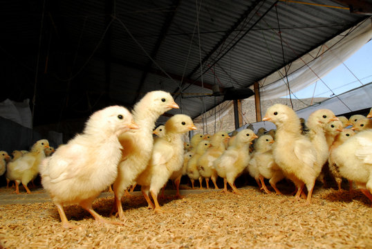 several chickens on a farm