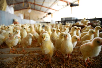 Deurstickers chickens on farm © Paco