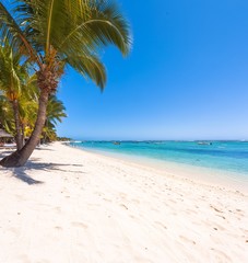 palm tree on the beach of the Morne, Mauritius 