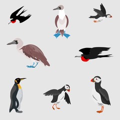 Sea birds collection, isolated on white vector